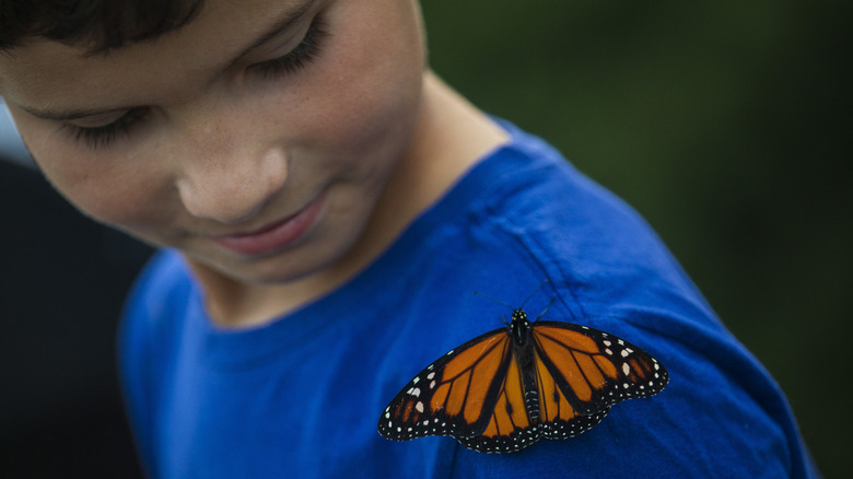 A monarch butterfly on a young boy's shoulder