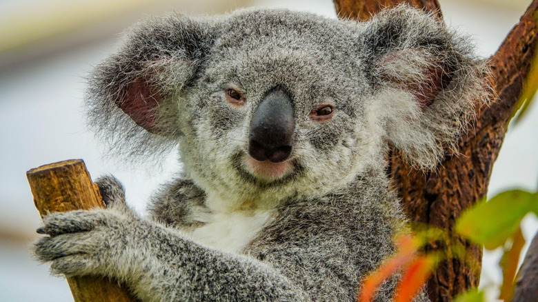 koala looking into camera