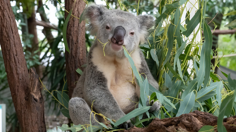 koala eating eucalyptus leaves