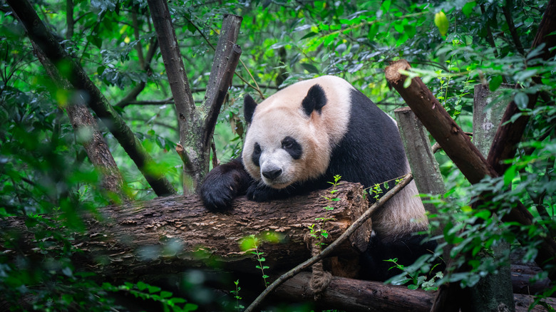 An adult giant panda resting on a saw-cut log