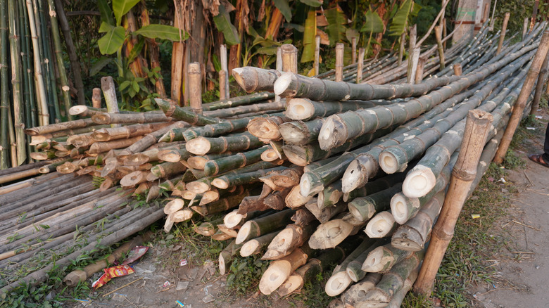 A pile of cut bamboo logs in a bamboo forest