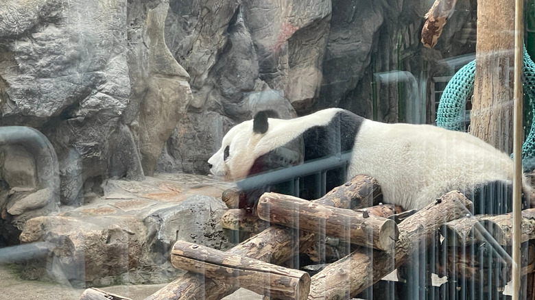 A panda laying down behind glass in a zoo