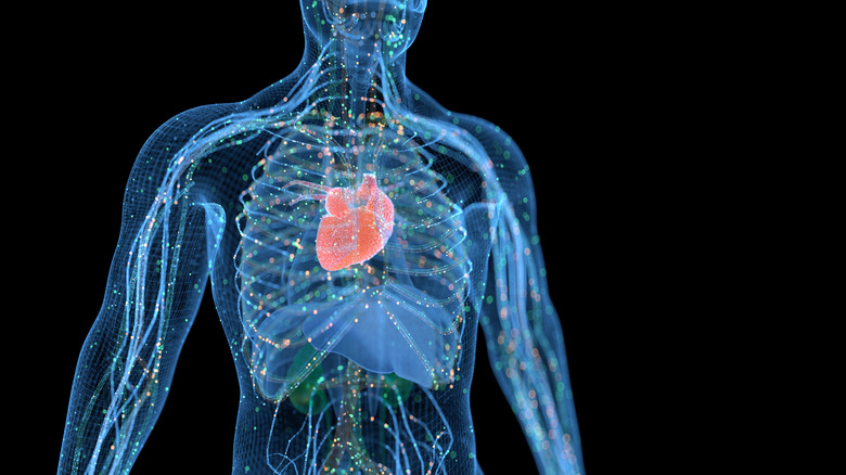 A rendering of a body showing the heart inside