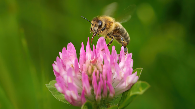 Bee attracted to (red clover) Trifolium pratense