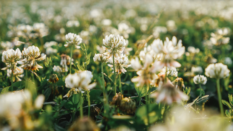 Close-up of clear and blurred white clovers spread across a lawn