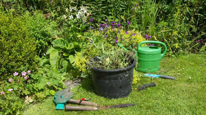 Weeds and weeding tools at the edge of a garden