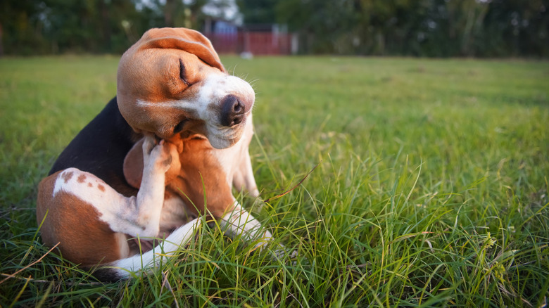 A beagle puppy scratching its ears.