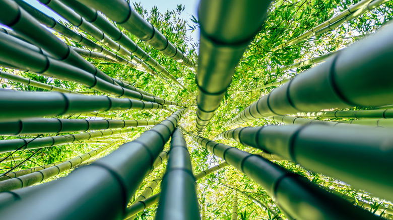 Bamboo culms rise up as seen from a low angle