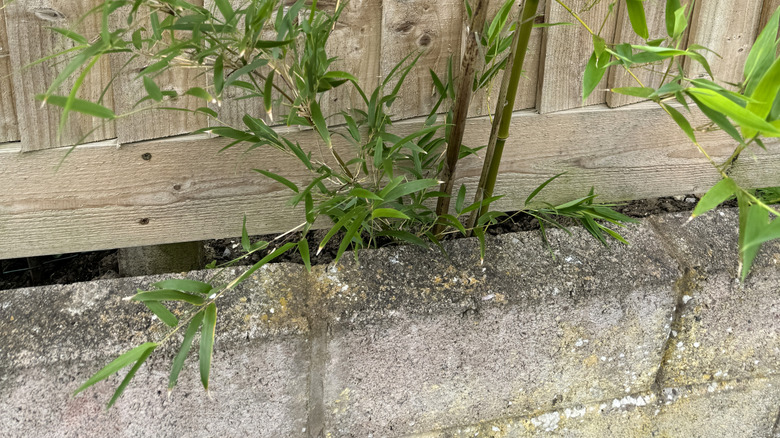 Bamboo is seen growing  through a gap in a fence