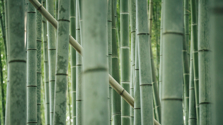 Masses of bamboo culms are seen
