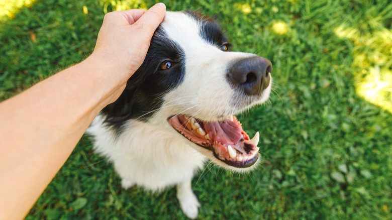 human petting black and white dog
