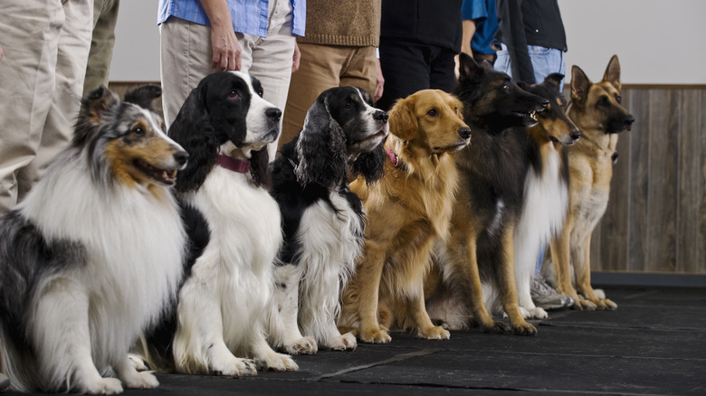 row of dogs with their owners