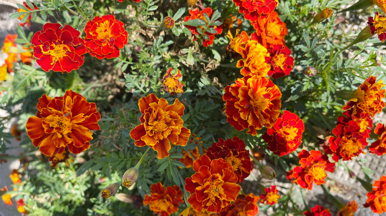 Red and orange marigold blooms