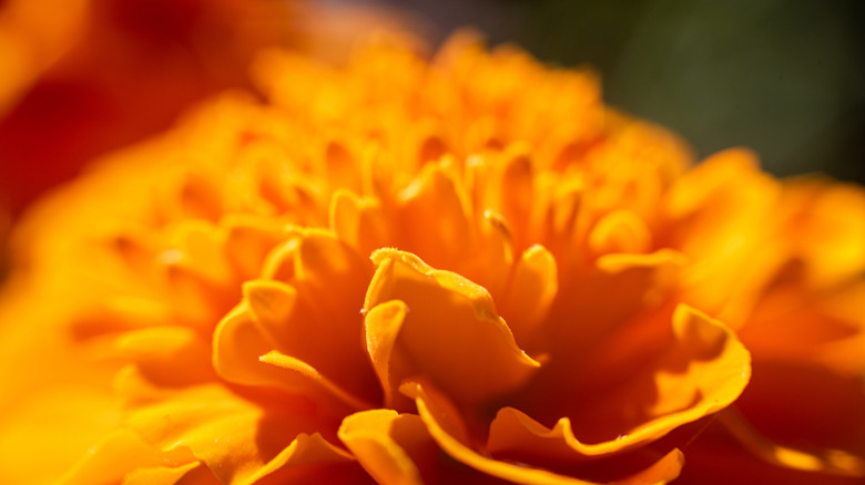 An orange marigold bloom