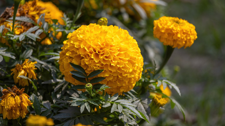 A bright yellow-orange marigold bloom