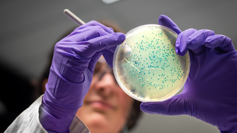Woman wearing purple gloves and lab coat examining a culture plate of bacteria in a lab