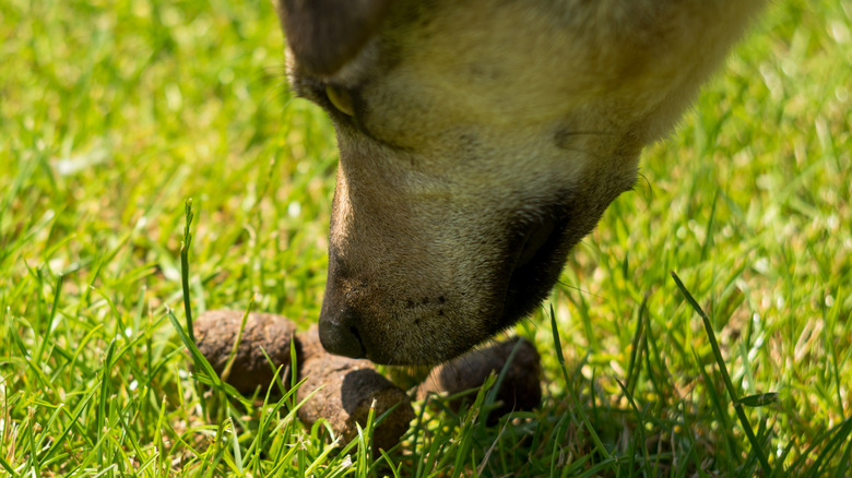 Dog sniffing poop as if it's about to eat it