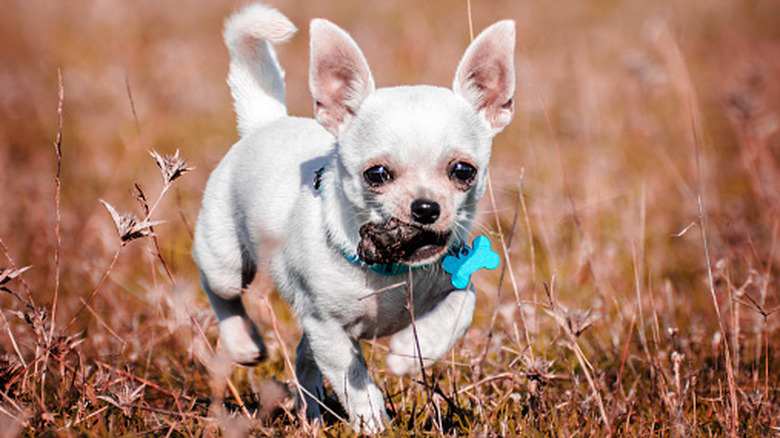 Miniature Chihuahua walking through grass with poop in its mouth
