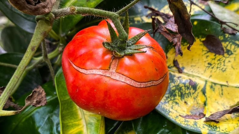 tomato on vine with large crack in the side