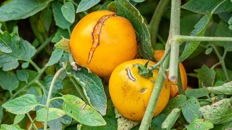 pair of yellow tomatoes showing radial crack and concentric cracking