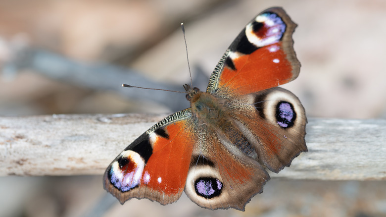 A peacock butterfly sits on a dry branch