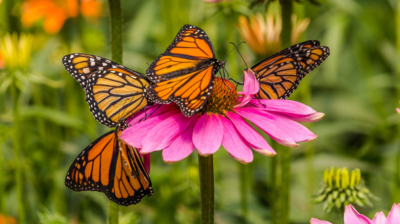 Four monarch butterflies sit on a purple coneflower