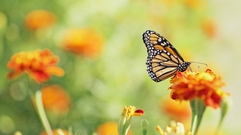 A monarch butterfly sits on an orange flower
