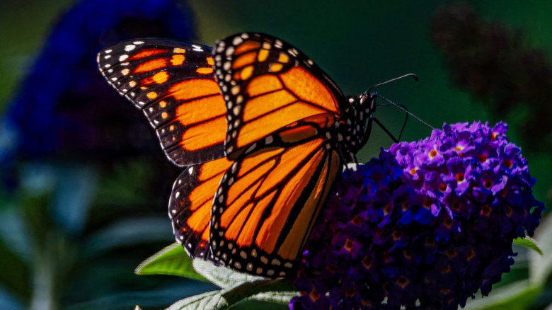 A monarch butterfly rests on a purple butterfly bush, feeding on nectar