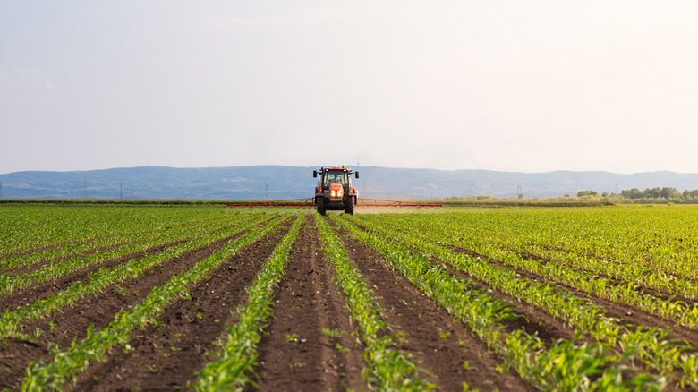 Tractor spraying pesticides on corn field with sprayer in spring