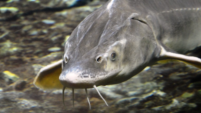 A closeup of a sturgeon