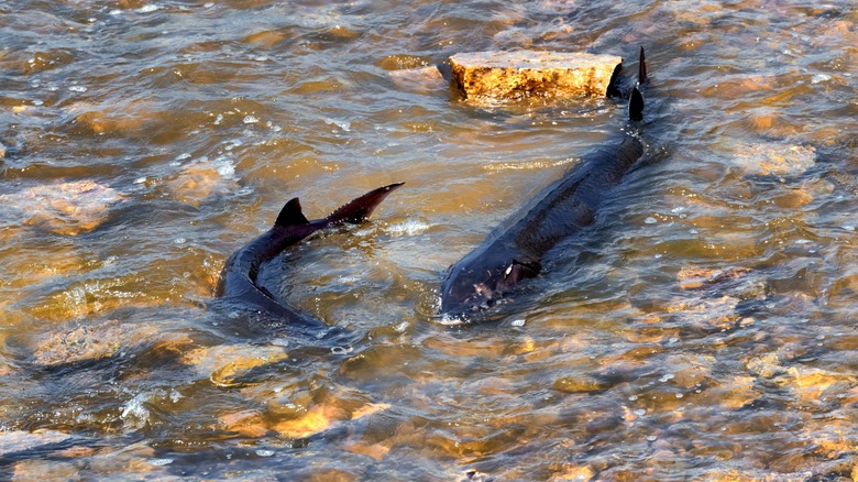 Lake sturgeon are seen just below the surface of shallow water