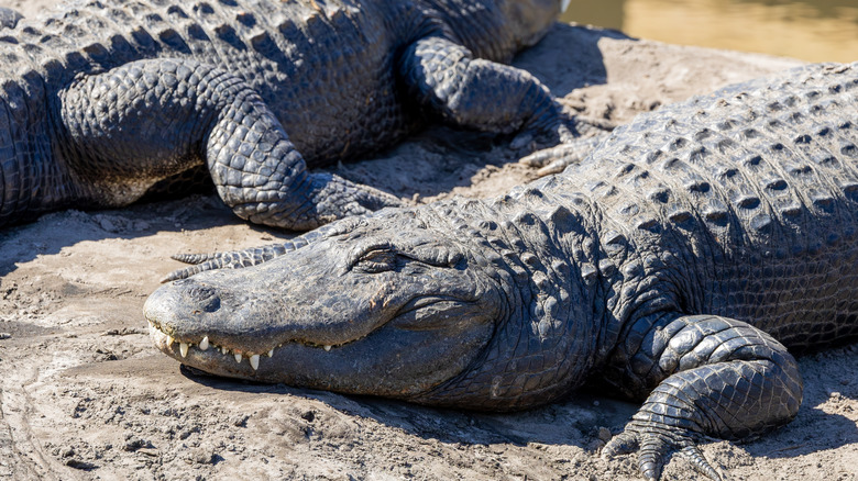 American alligators bask in the sun at an alligator farm in Florida