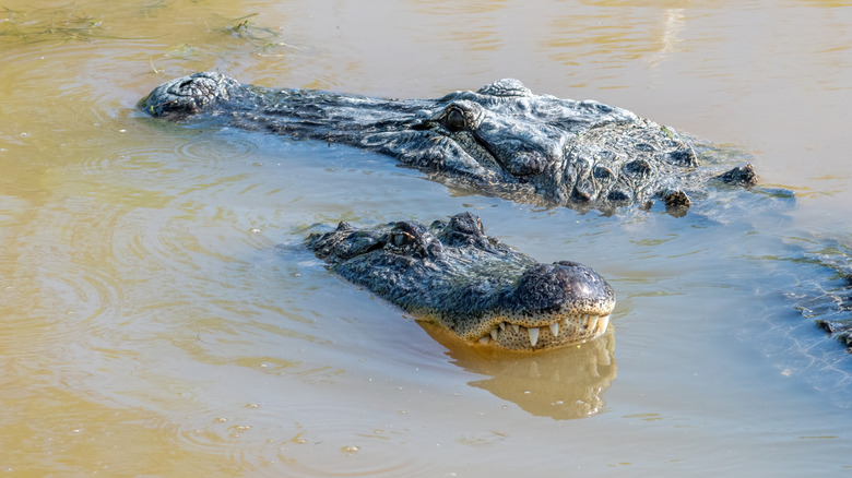A female alligator cozies up to a male alligator prior to mating in a Texas wetland