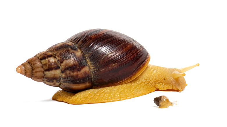 Brown and yellow Giant African Land Snail, adult next to baby, white background