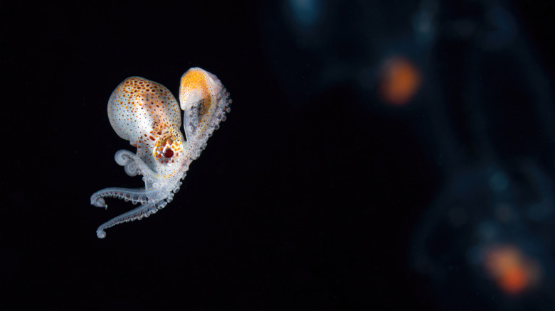 Tiny nautilus argonaut octopus carrying a shell