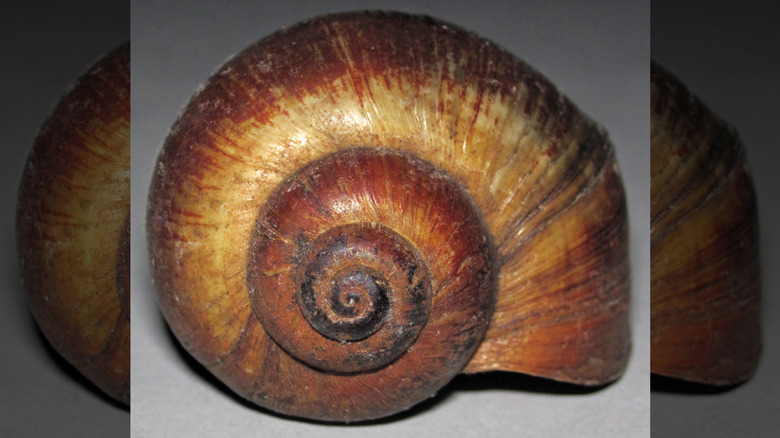 closeup of apple snail shell
