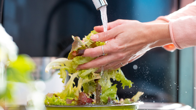 Hands holding lettuce greens underneath kitchen tap