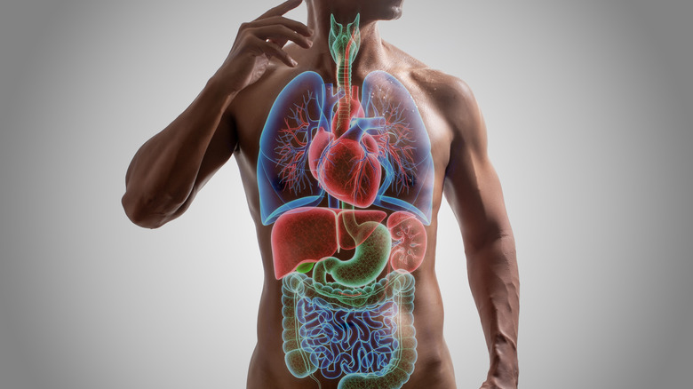 Body illustration with organs visible