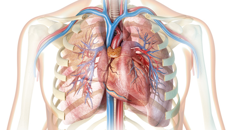 Illustration showing human heart behind ribcage