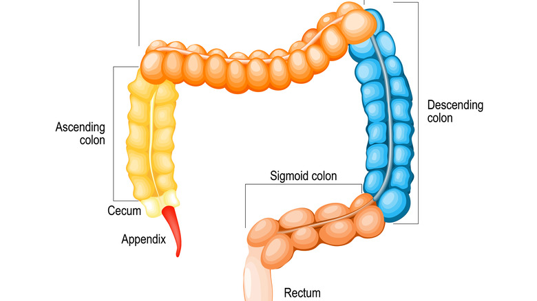 Image of intestine, with descending colon labeled