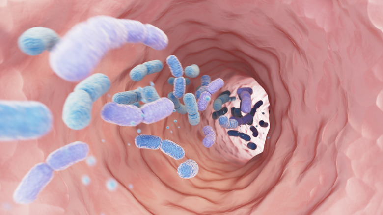 Illustration of a large group of rod-shaped bacteria moving through the human gut