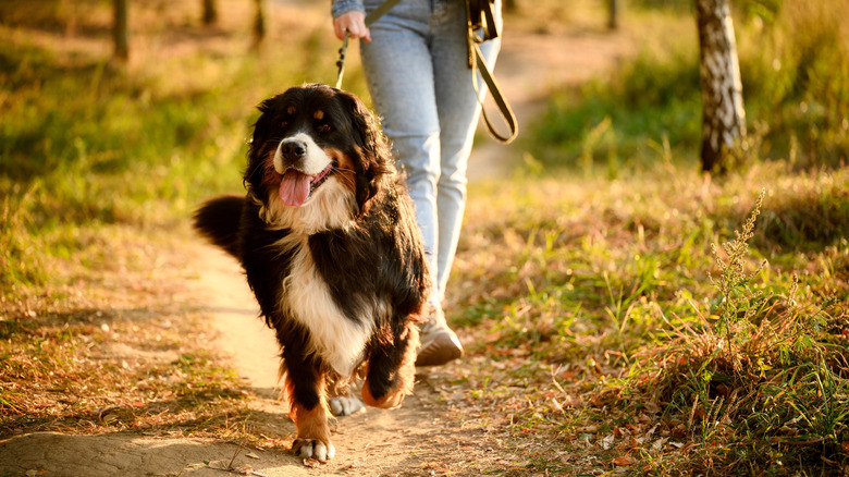 A Bernese mountain dog walking with their owner