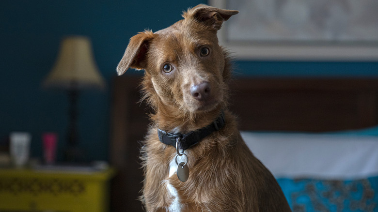 A brown dog tilting its head