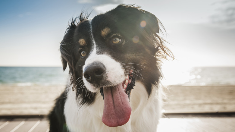 A border collie in the sunlight