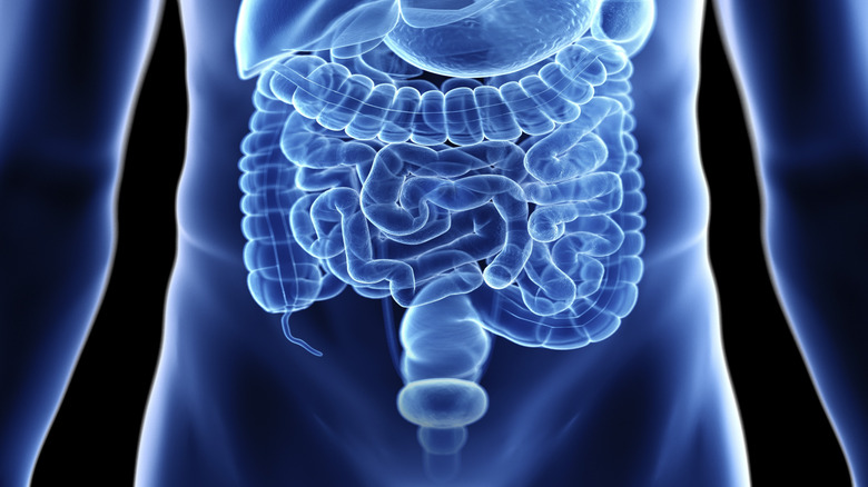 A 3D model shows a human body with the organs visible in the style of an x-ray