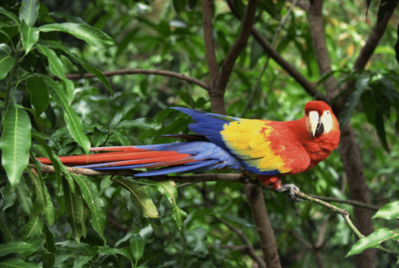 Tropical Rainforests Animals