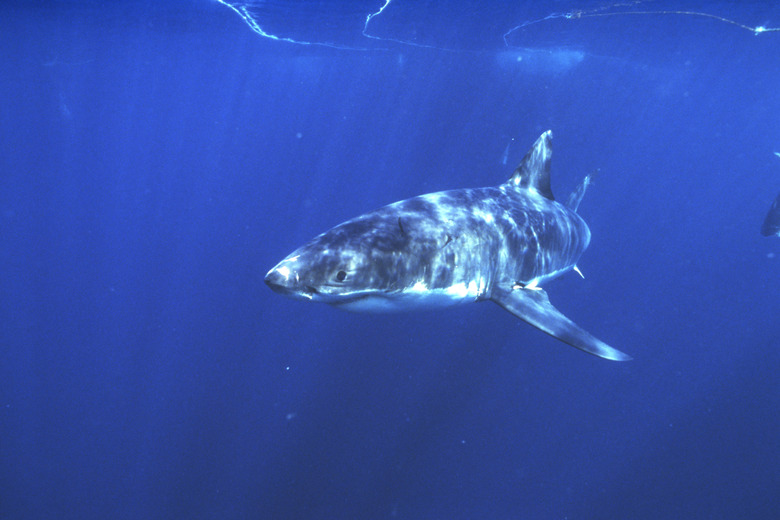 Great white shark