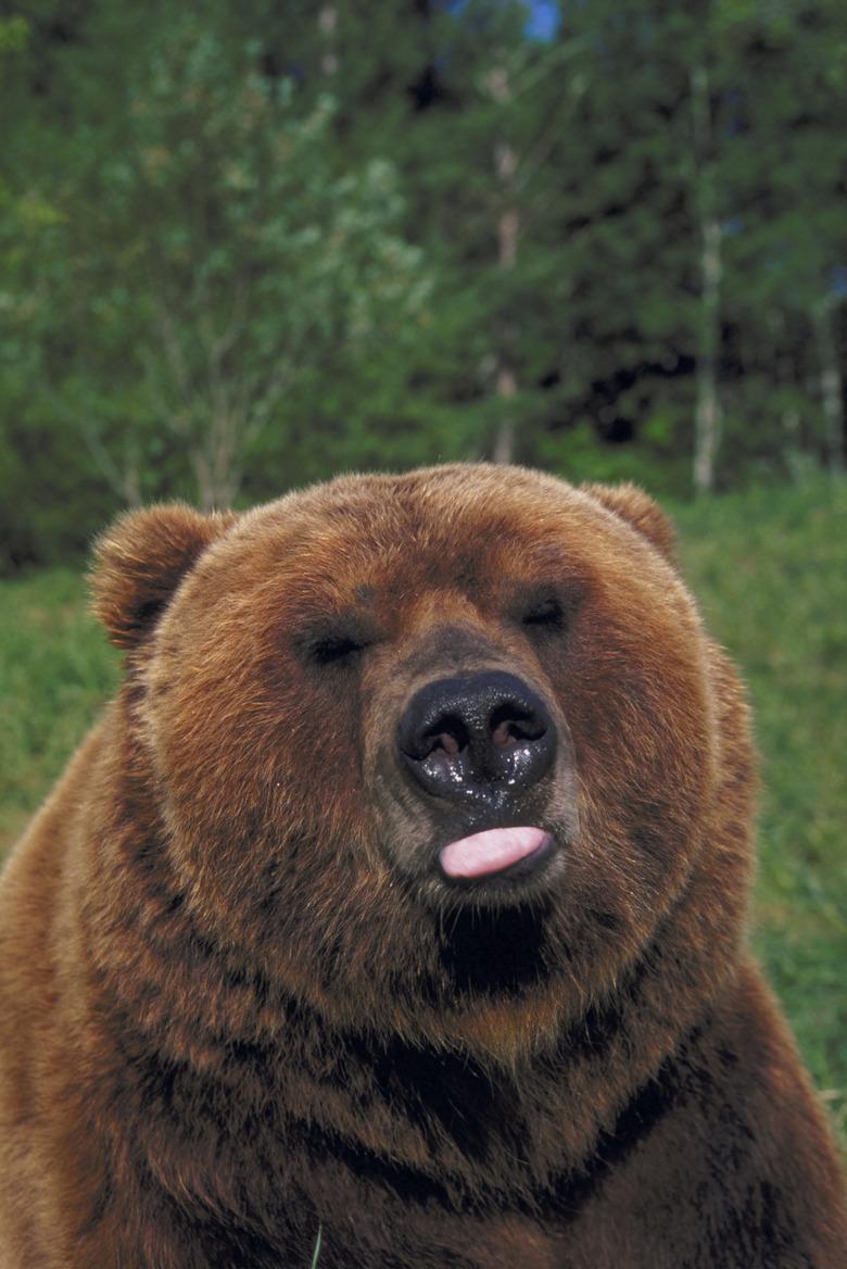 Grizzly bear