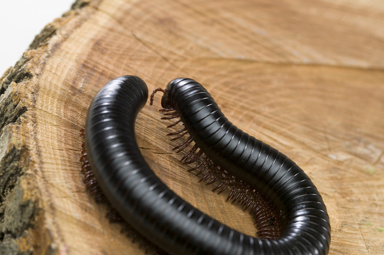 Millipede on tree stump