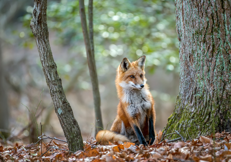 Animals In A Woodland Ecosystem